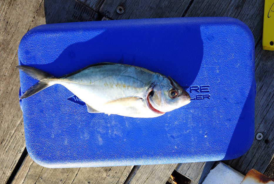 Trevally fish detail